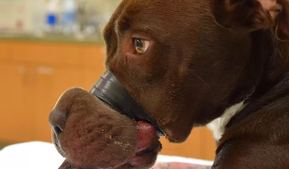 Dog Bites and Animal Attacks in Fresno